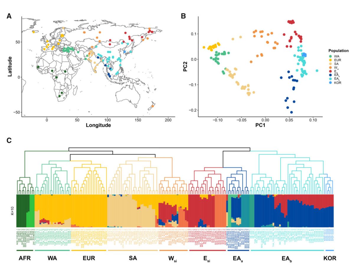 map of samples, their first two principal components, and ancestry proportions under a dendrogram