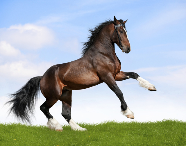 horse