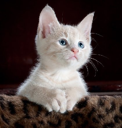 A white kitten