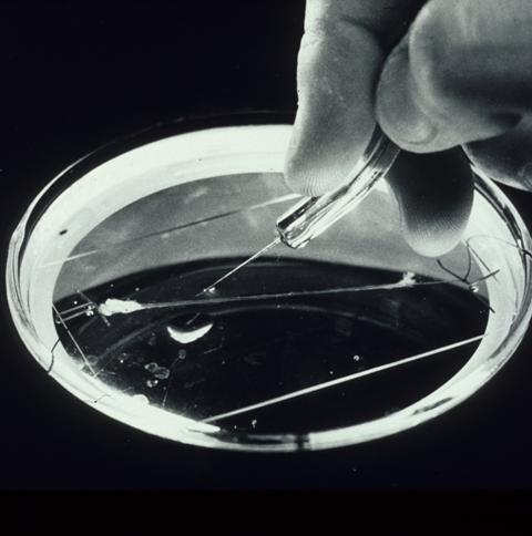 A squid giant axon in a glass dish, with a pipette