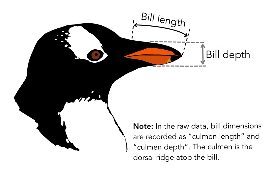 A penguin head: bill length runs along the top of the bill, bill depth is its height at the base